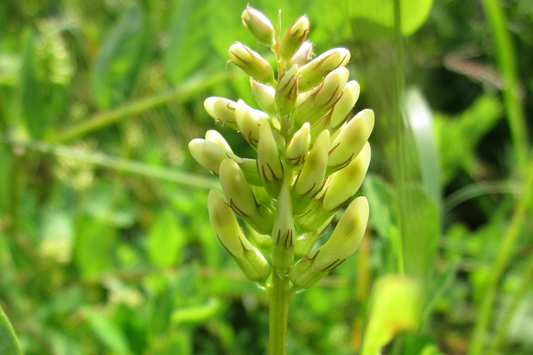 Astragalus 1
