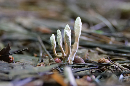 Cordyceps